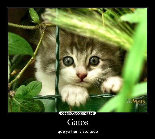 Gatos -