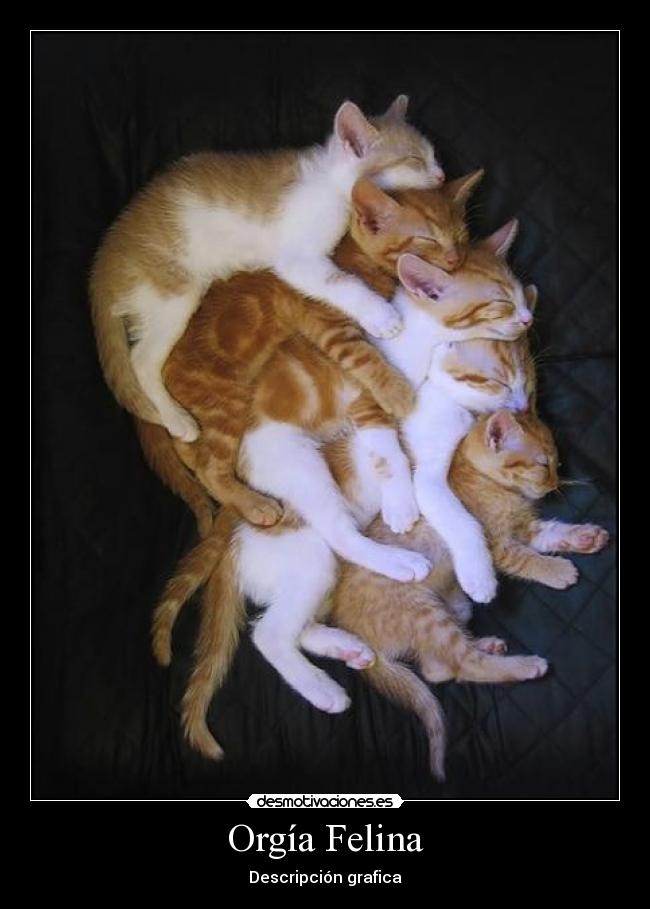 Orgía Felina - Descripción grafica
