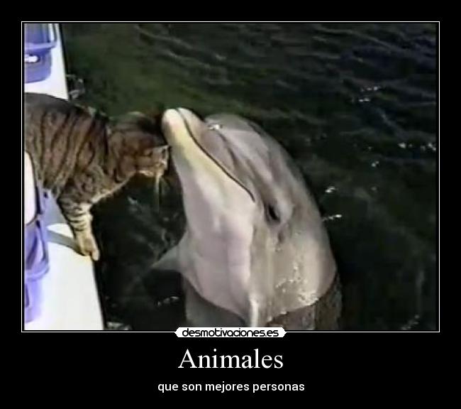 carteles animales animales mejores personas delfin gatoschococrispies7 bonito amor cute desmotivaciones