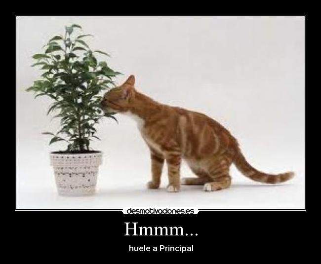 Hmmm... - huele a Principal