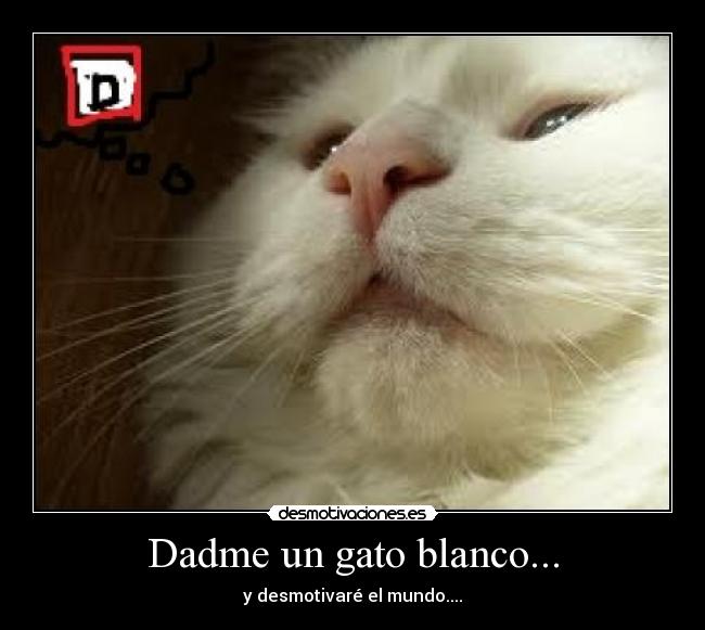 Dadme un gato blanco... - y desmotivaré el mundo....