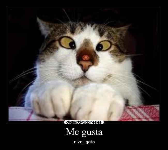 Me gusta - nivel: gato