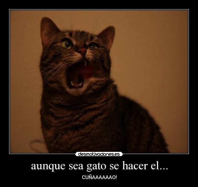 aunque sea gato se hacer el... - 
