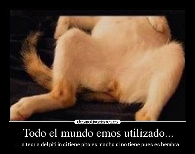 Todo el mundo emos utilizado... - ... la teoría del pitilin si tiene pito es macho si no tiene pues es hembra.