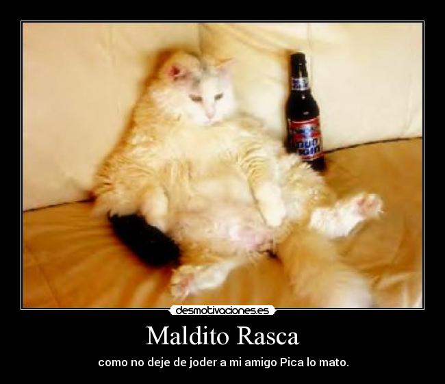 Maldito Rasca - como no deje de joder a mi amigo Pica lo mato.