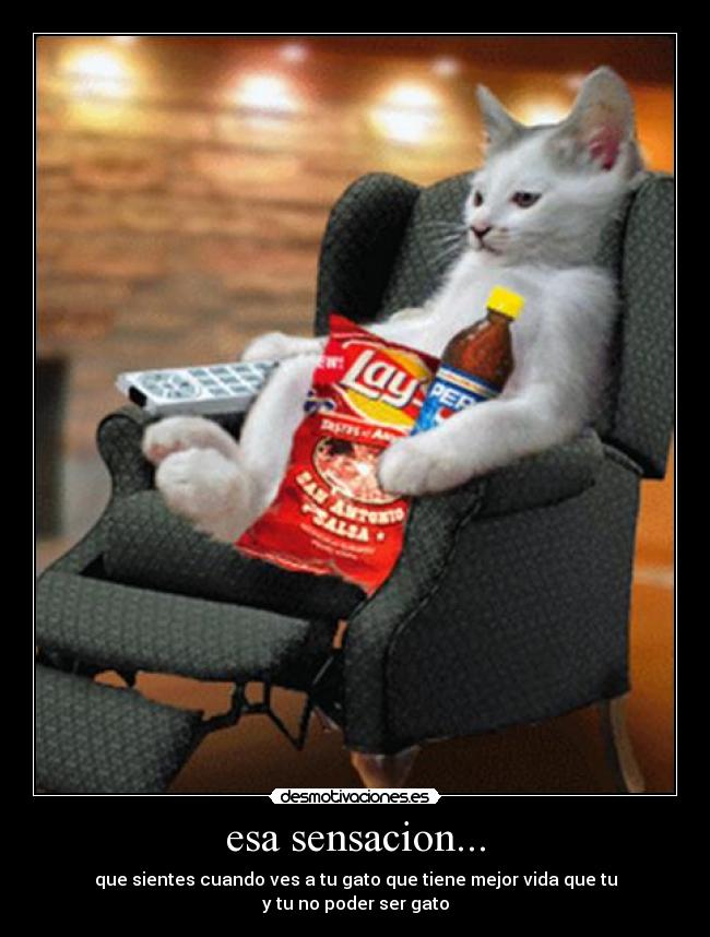 carteles dfg desmotivaciones