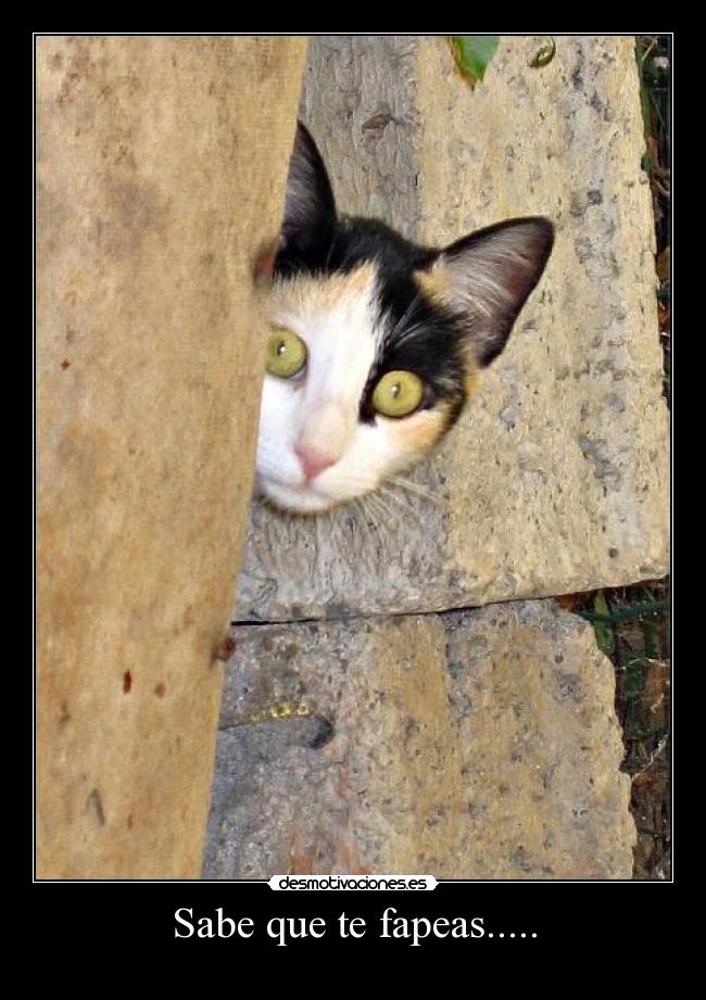 Sabe que te fapeas..... - 