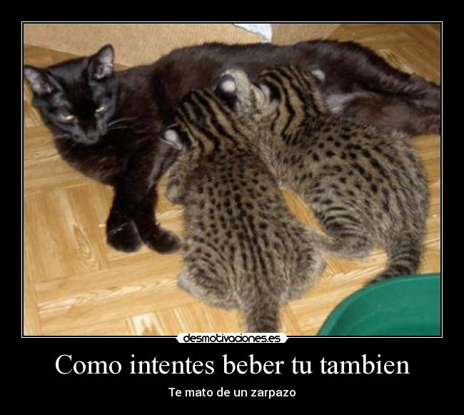 Como intentes beber tu tambien -