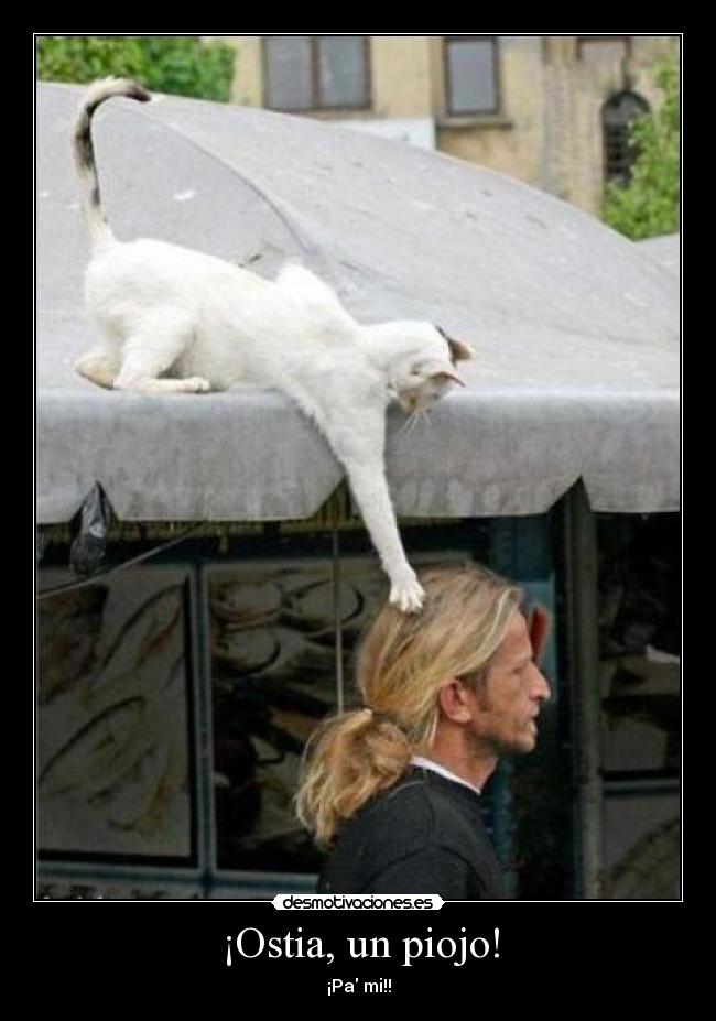 ¡Ostia, un piojo! - ¡Pa mi!!