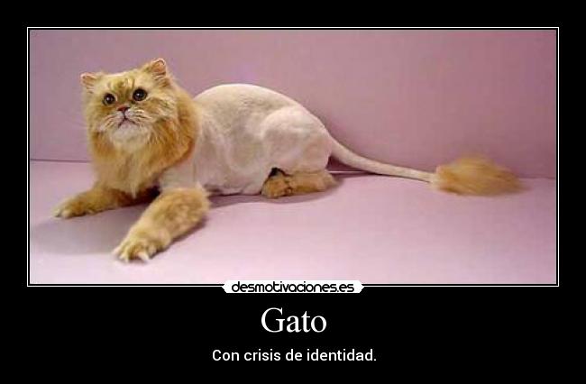 Gato -