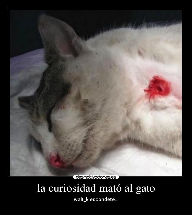 la curiosidad mató al gato - 