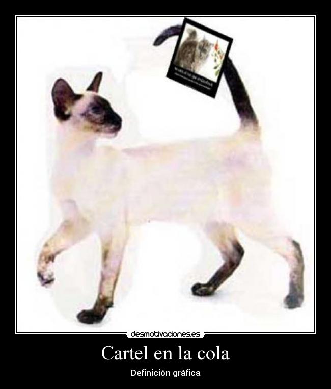 carteles cartelcoladefinicongraficagato desmotivaciones