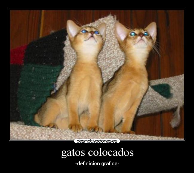 gatos colocados - -definicion grafica-