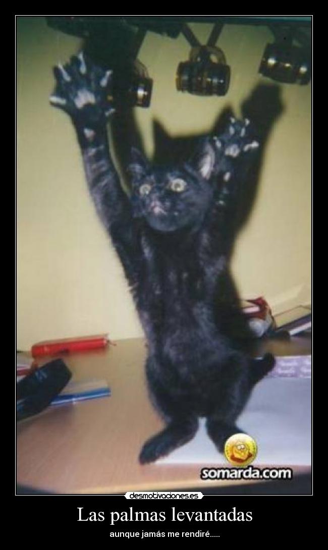 Las palmas levantadas - aunque jamás me rendiré.....
