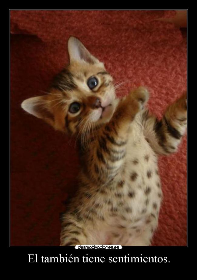 El también tiene sentimientos. -