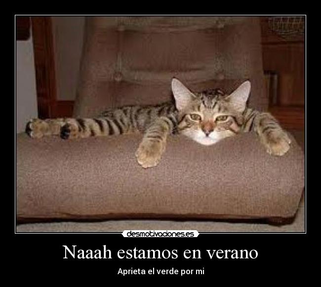 carteles verano gato desmotivaciones