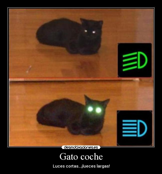 Gato coche -