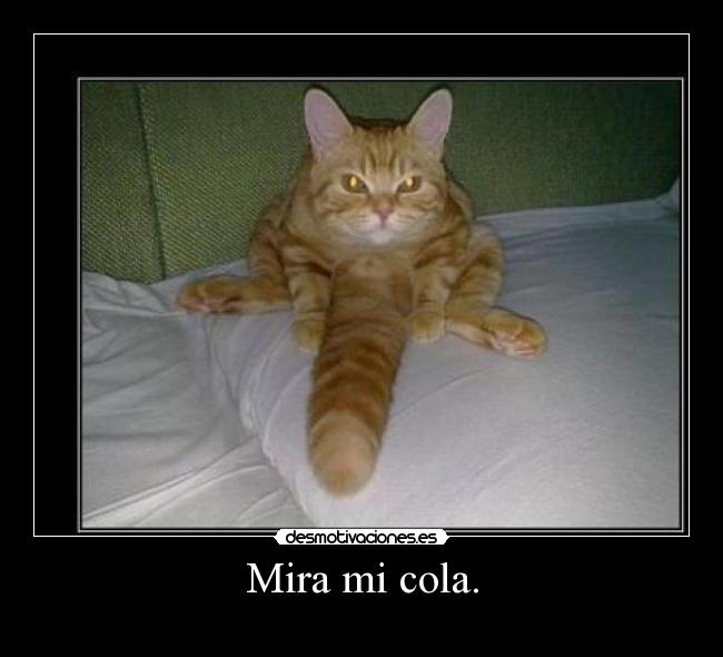 carteles mira cola desmotivaciones