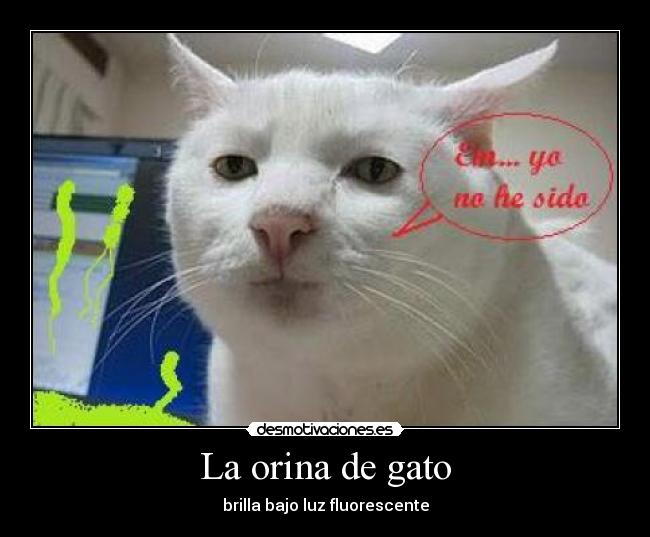 La orina de gato - brilla bajo luz fluorescente