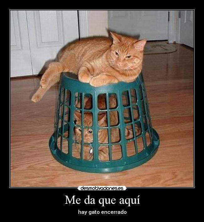 Me da que aquí - hay gato encerrado