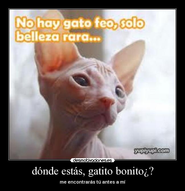 dónde estás, gatito bonito¿? - 