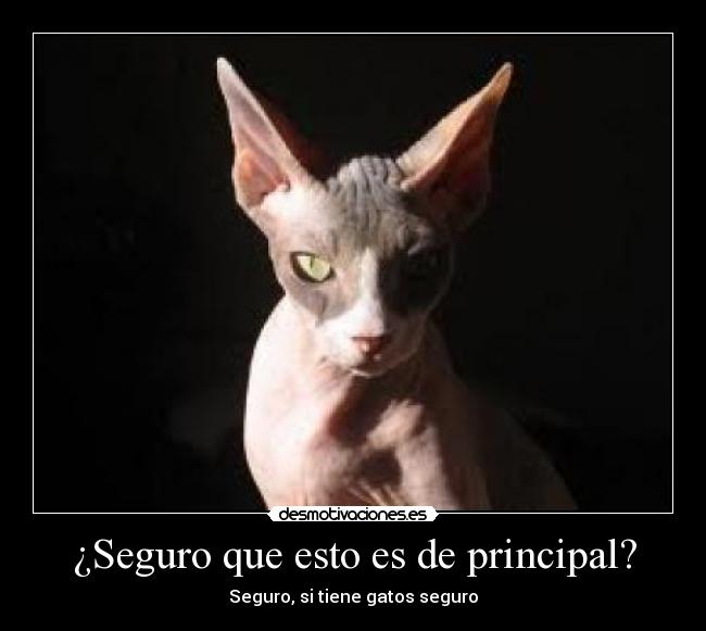 ¿Seguro que esto es de principal? - Seguro, si tiene gatos seguro