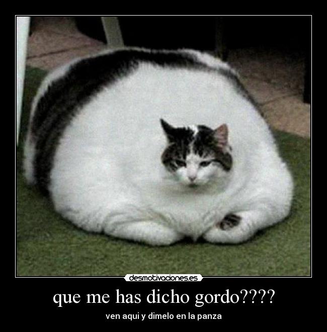 que me has dicho gordo???? -