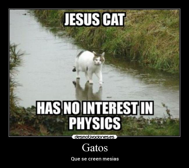 Gatos -