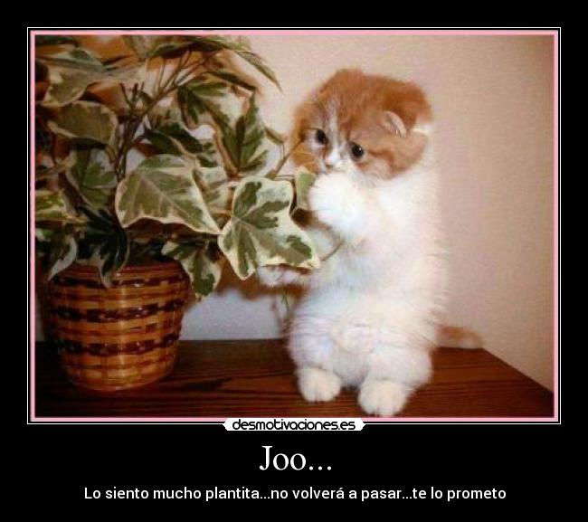 carteles gato gatito planta perdon desmotivaciones