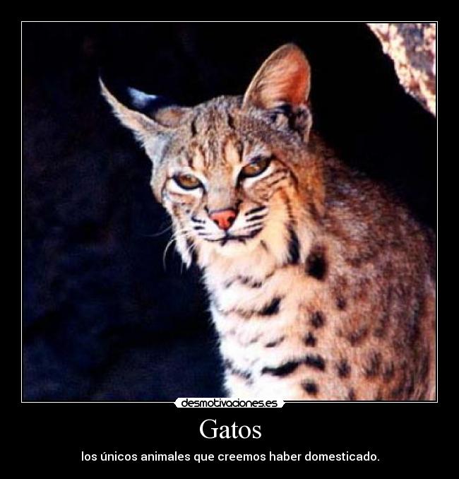 Gatos - los únicos animales que creemos haber domesticado.