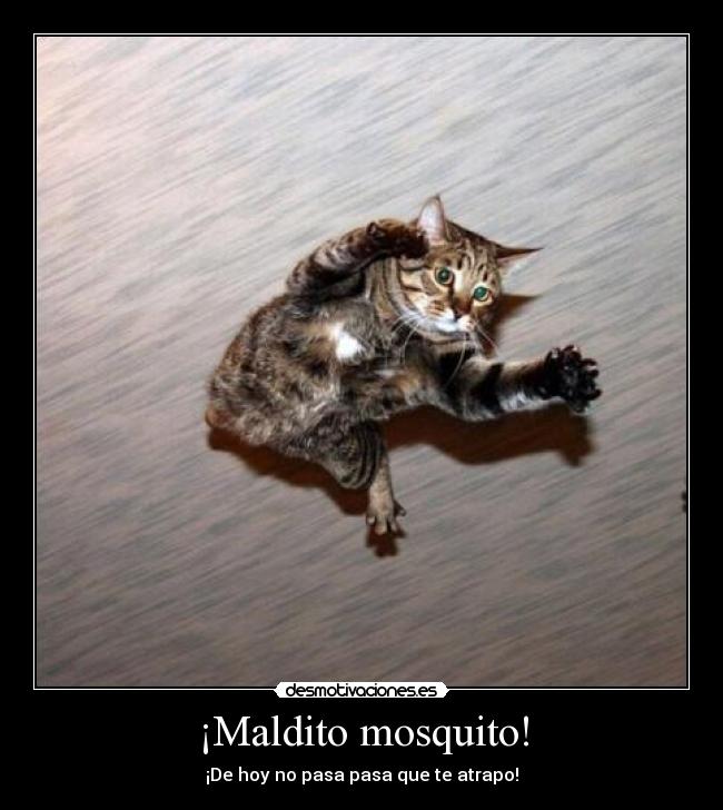 ¡Maldito mosquito! - ¡De hoy no pasa pasa que te atrapo!