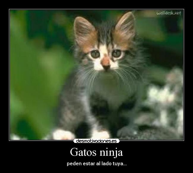 Gatos ninja - 