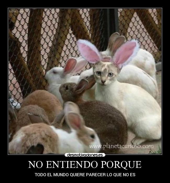 NO ENTIENDO PORQUE -