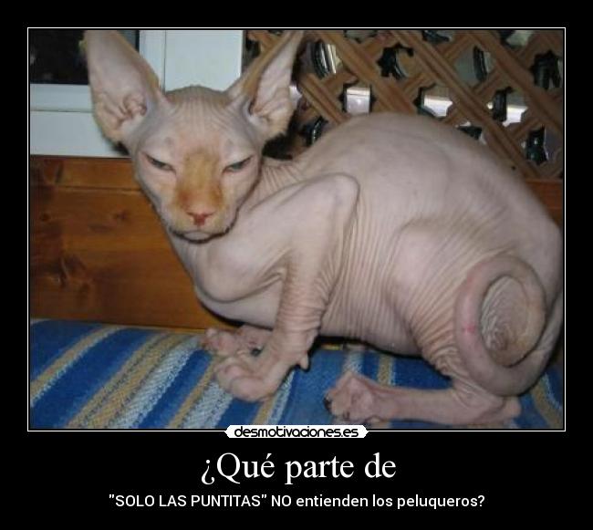 ¿Qué parte de - SOLO LAS PUNTITAS NO entienden los peluqueros?