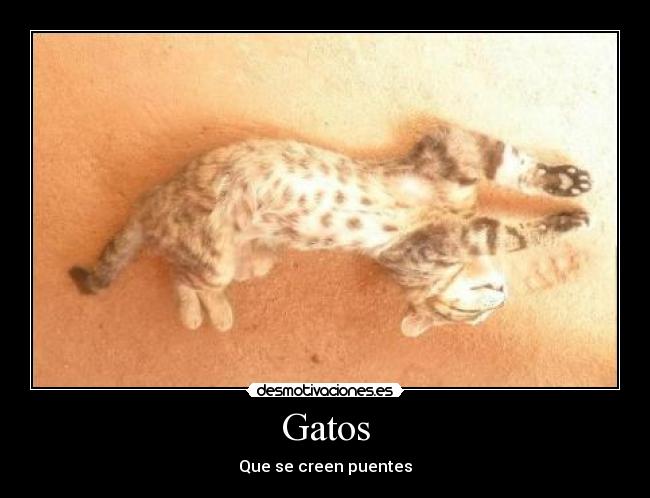 Gatos - 