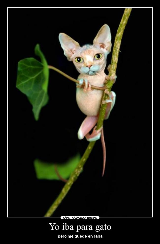 Yo iba para gato - pero me quedé en rana