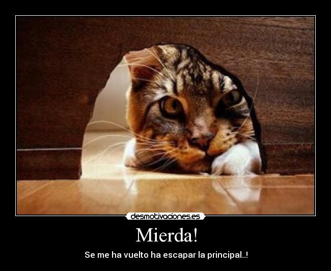 carteles gato desmotivaciones