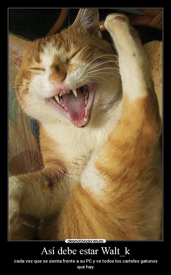 Así debe estar Walt_k - cada vez que se sienta frente a su PC y ve todos los carteles gatunos que hay.