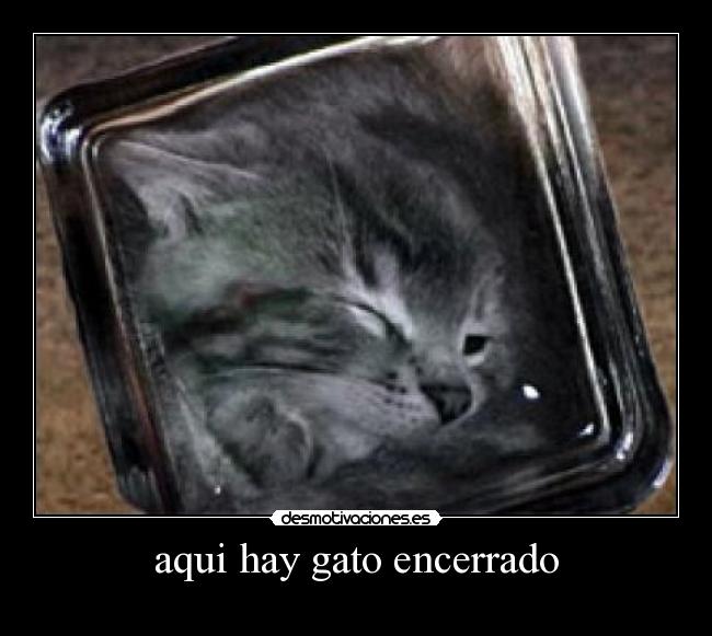 aqui hay gato encerrado -