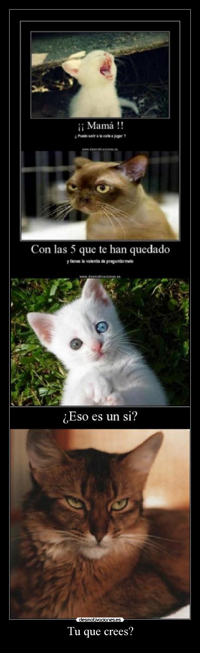 carteles gatos desmotivaciones desmotivaciones