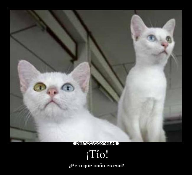 ¡Tío! -