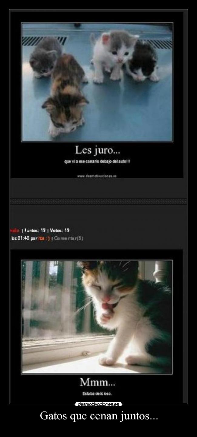 Gatos que cenan juntos... -