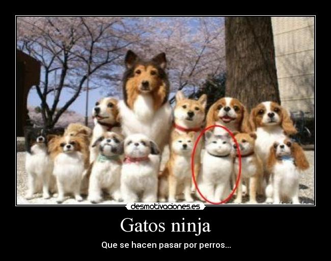 Gatos ninja - Que se hacen pasar por perros...