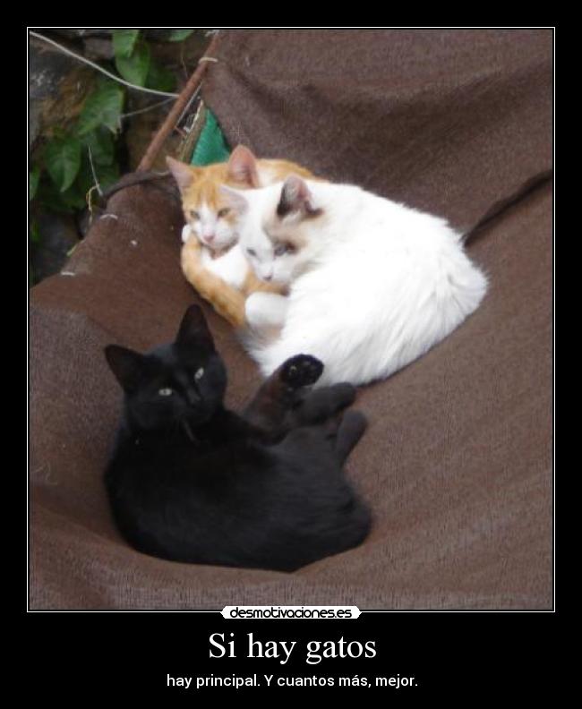 Si hay gatos -