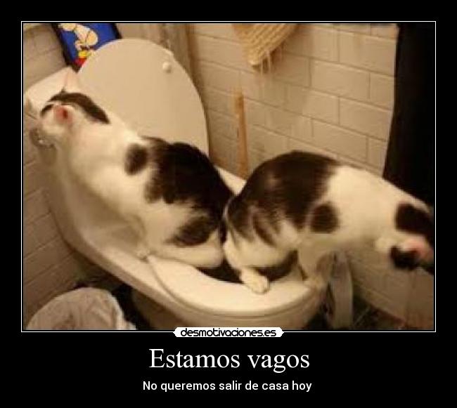 carteles gatos desmotivaciones