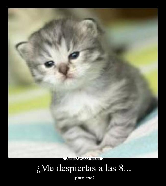 ¿Me despiertas a las 8... - 