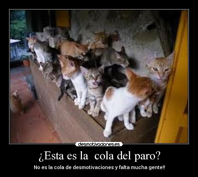 carteles gatos desmotivaciones