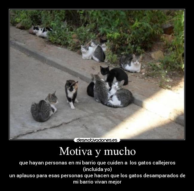 carteles gatos desmotivaciones