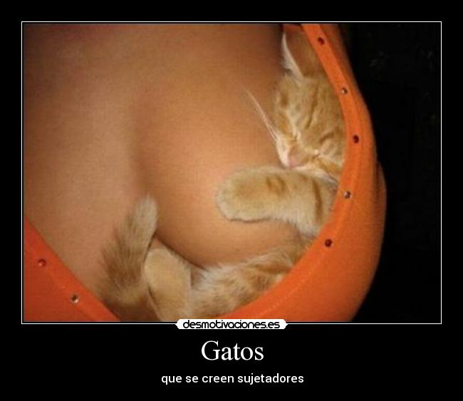 Gatos - 