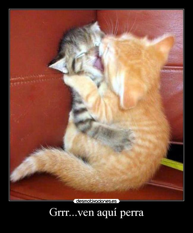 Grrr...ven aquí perra -